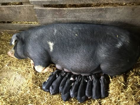 china hog